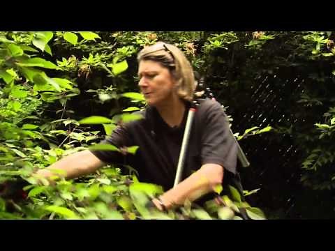 How to Prune Beautyberry - Callicarpa - Video Tutorials with Plant Amnesty