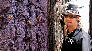 399K views · 8.3K reactions | Billy faces a buzzing challenge with an unusual bee job for Stonewall's mayor!  #BillyTheExterminator | Billy the Exterminator on A&E | Facebook