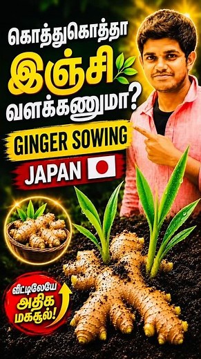 Secret Ginger Cultivation Steps🚀 How to grow ginger in Japan? 🫚