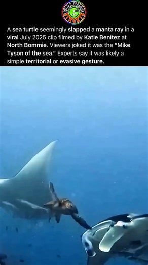 Sea Turtles Can Swing Their Flippers In Quick Slaps Demonstrating Unexpected Boldness Underwater