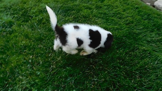 Newfoundland puppy for sale