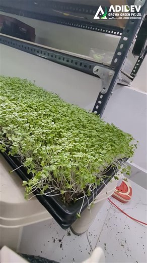 Adidevanth on Instagram: "Freshness you can see. Nutrition you can feel. 🌱🔪 Microgreens harvested at the perfect stage — clean cuts, crisp leaves, and maximum nutrients. From tray to plate in minutes, this is how real superfoods are prepared 💚 Watch the harvest. Feel the freshness. Eat microgreens daily for a clean energy boost ✨ Save this reel if you love fresh harvest videos! Microgreens harvesting Cutting microgreens How to harvest microgreens When to cut microgreens Best way to harvest mi
