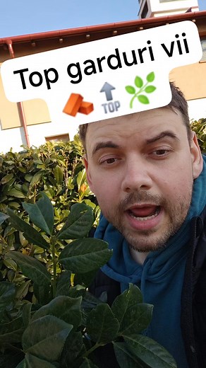 Top gard viu veșnic verde Laur englezesc Novita , chiparos leylandii, ulm de Turkestan #gardviu #gard | Plante ieftine