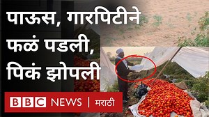 19K views · 577 reactions | अवकाळी पाऊस, विजांचा कटकडाट आणि गारपिटीमुळे फळं पडली, पिकं झोपली - शेतकऱ्यांचं अतोनात नुकसान | BBC News Marathi | Facebook