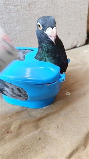 AB tablet feeding pigeon #treatment #care #pigeon #birds | Alamgir Pigeon Loft