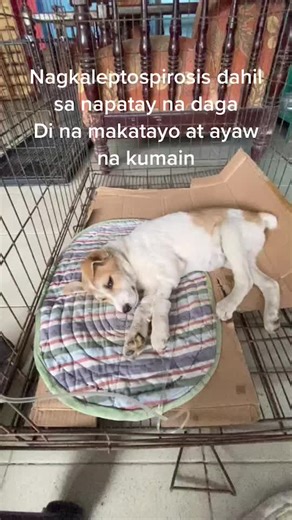 Effective Ways to Take Care of a Dog on Dextrose | Dog Grooming Tips