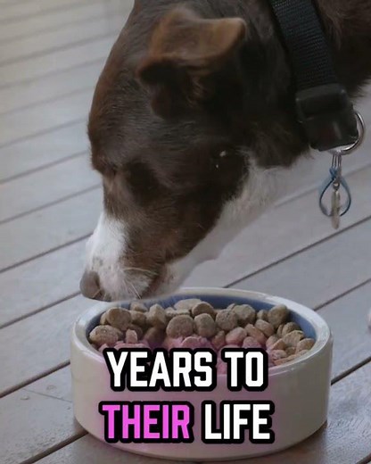 21 Human Foods That Instantly Make Your Dog Healthier… And Vets Don’t Want You To Know