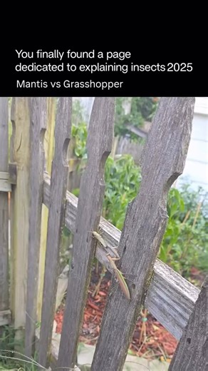 Explaining Insects on Instagram: "If a mantis and a grasshopper face up, the encounter is usually one-sided - and the mantis wIns. Grasshoppers are fast jumpers and strong fliers, but they are herbivores, built for escape, not combat. A praying mantis, on the other hand, is a predatory ambush hunter with sharp spiked forelegs designed to grab and hold prey. Here’s what would likely happen: • The mantis stays still, blending into the surroundings. When the grasshopper moves close enough, the mant