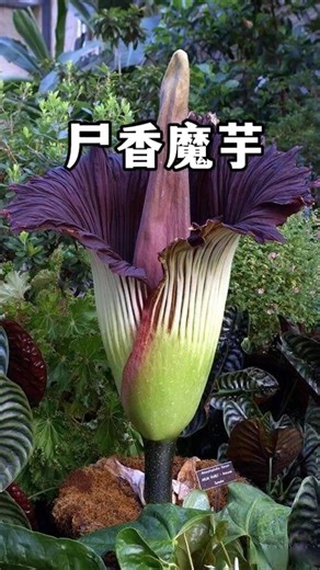 传说中的“尸香魔芋”，十年左右才开一次花，散发着浓郁的腐臭味。#植物科普 #巨魔芋#尸香魔芋#奇花异草 | 冷暖自知-家常菜