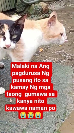 Malaki na Ang pag durusa Ng pusang ito sa kamay Ng mga taong gumawa sa kanya nito😭😭😭 #trending #cat