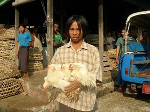 Animal--human interface for health