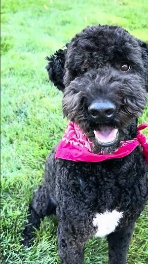 Bo-CO, a male Bernedoodle, available for adoption through IDOG Rescue!