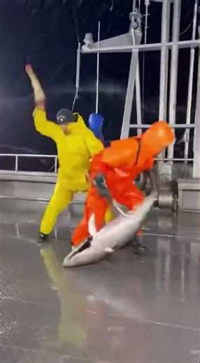 Ocean Horror 😱 Crew Faces a Sudden Shark Encounter #shorts