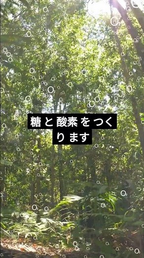植物の呼吸と光合成を1分で解説 #中学理科 #高校受験 #入試対策
