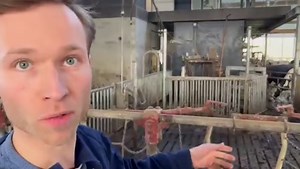 9K views · 346 reactions | Select and lock in a cow-self-lock system. Learn more: https://www.cowsignals.com/en/online_courses/hoofsignals | CowSignals Training Company | Facebook