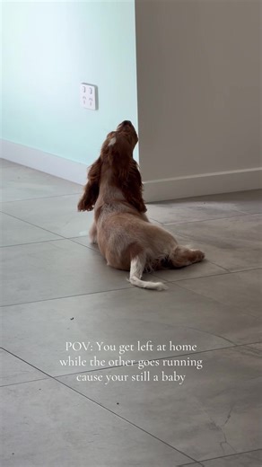 She went for a walk after we got back don’t worry. ☺️#dogsofttiktok #puppy #cockerspaniel #fyp #howling