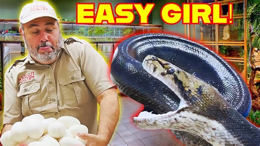 In this intense throwback, I came way too close to a giant snake while she was protecting her eggs—and she was not happy about it! 🐍💥 Watch as this powerful reptile defends her nest and nearly strikes me in a moment I’ll never forget. This is one of the craziest animal encounters I’ve ever filmed! If you love wild animal moments, up-close reptile encounters, and learning about snakes, you don’t want to miss this! Get ready for an unforgettable mix of adventure, animal education, and cool repti