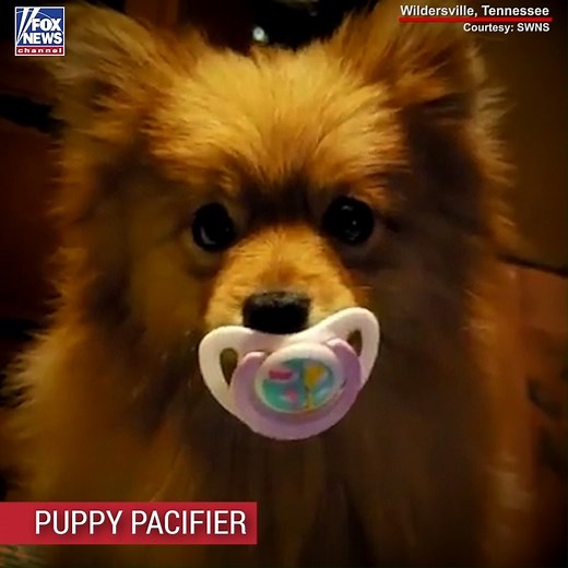 This adorable former puppy mill dog can't help but keep calm with the help of his very own pacifier. | Fox News