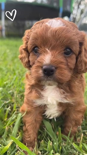 🐶 F1 Cavoodles 🧬 DNA cleared parents 🏡 Small farm based home ethical breeder 🎁 Fabulous puppy pack 📝 Waitlist 🚛🇦🇺 Delivery around Australia 📲 💻 📧 www.cuddleacavoodle.com ℹ️ #cavoodles #cavoodle #cavoodlepuppy #cavoodlelove #cavoodlelife #puppylove #cutecavoodlesofinstagram #puppylove #ethicalbreeding | Cuddle_a_Cavoodle