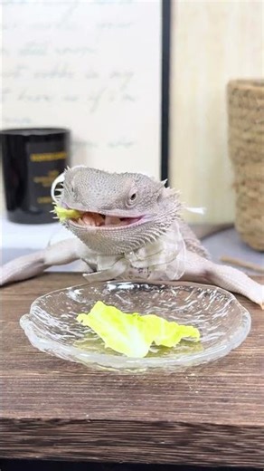 Bearded Dragon Daily Life: A Glimpse into Veggie Pet Care