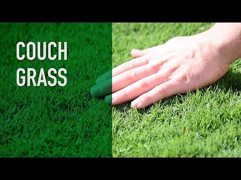 Couch Grass | Turf Variety Series (Cynodon Dactylon)