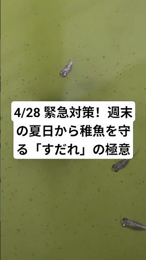 April 28th Emergency Measures! The Secret to Protecting Baby Fish from the Summer Heat Over the W...