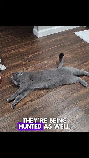 Your cat is belly up on the floor looking at you. 🥹