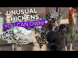 Chicken Breeds You Can Own - Exotic, Unique Unusual Backyard Chickens
