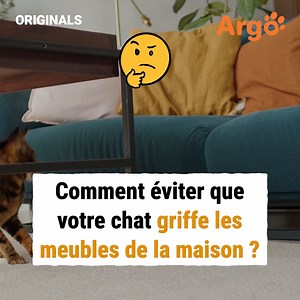 Ceux qui ont un chat chez eux savent combien cela peut être difficile d'avoir des meubles et des canapés intacts, mais il y a des moyens de contourner le problème. | Argo France