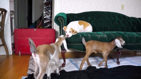 Beagle dog plays with goats kissing and jumping around