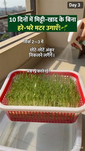 10 दिन में बिना मिट्टी मटर उगाओ 😲 #smartfarming #farming #viral