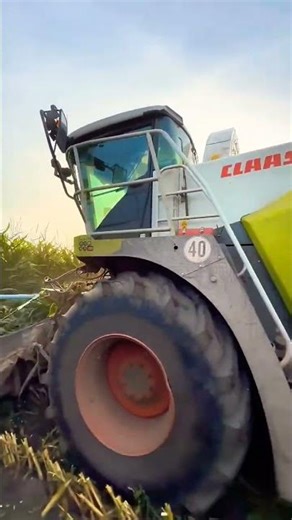 CLAAS jaguar 870 forage harvester working in a field of maize 🌽 #shorts