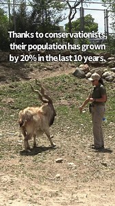 🎉 You’ve goat to be kidding me—a birthday?! Ain’t nobody goat time for that! But of course we have time to wish happy birthday to the markhor brothers, Farah and Dash. They turned 9 today, and we wanted to share some of our favorite markhor facts with you in the video. Which one is your favorite? Can’t goat enough of them, and want to learn how to tell the brothers apart? Farah’s horns are less parallel, and make more of a wider “V” shape. Dash’s are closer together, and appear more parallel. W