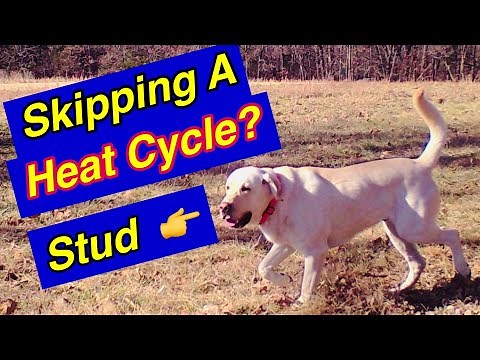 How To Breed Dogs - 6 Tips for Managing Studs when skipping a heat!