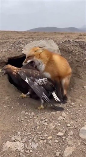 This is a dramatic wildlife moment showing a red fox and a golden