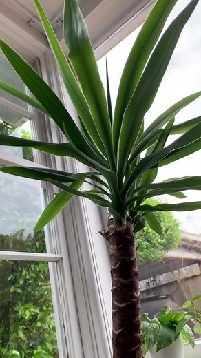 The spineless Yucca is so great! A great addition to the home! #plants #plantsoftiktok #yuccaplant #indoorplants follow me on IG @indoor_outdoor_flow