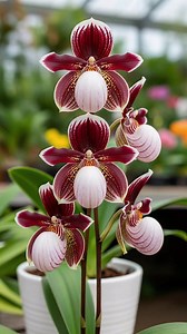 The orchid is a Paphiopedilum🌺🌷, commonly known as a lady’s slipper orchid. #orchids #flowers #gardening #garden | Ammy Lia