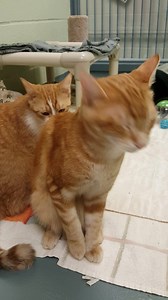 Meet Sugar and Skittles! These two great cats are available for adoption at the KW Humane Society right now. For more info, visit: www.kwhumane.com/adopt/cats #kwawesome #AdoptMe #rescuecats #cats Kitchener, Ontario Waterloo, Ontario City of Kitchener City of Waterloo Region of Waterloo The Waterloo Chronicle Kitchener Post Waterloo Region Record CTV Kitchener CBC Kitchener-Waterloo KFUN 99.5 FM Angie Hill 91.5 THE BEAT 107.5 Dave Rocks Country 106.7 Communitech OpenText Google Kitchener Google 