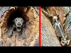 Ancient Fossil Discoveries That Changed History