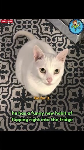 Boy: The attention-seeking flip master! 😼