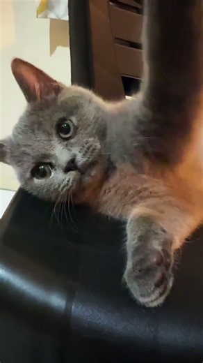 Bsh kitten get disturbed by humannnn #britishshorthair