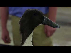 Swedish (Duck)