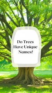 105K views · 97 reactions | Did you know that trees have unique names?! #tree #treespiritproject #nature #naturenerd #gaia #deeprootconnections #rooted #grounded #naturespirits #naturespirituality #magicalliving #animism #interspeciescommunication #natureisneat #elders #wisdomkeepers #healers #earthsteward #5dconsciousness #newearth #earthwarriors | Deep Root Connections | Facebook