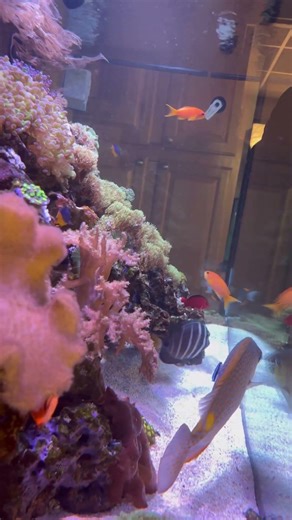 150 gallon reef in action! #reef #aquarium #reeftank #coral