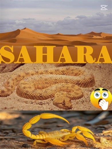 Exploring the Sahara: Life and Animals