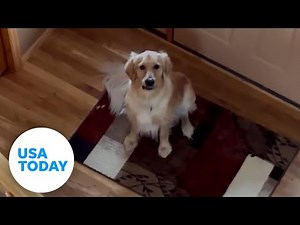 Howling golden retriever startled when he learns he's not home alone | USA TODAY