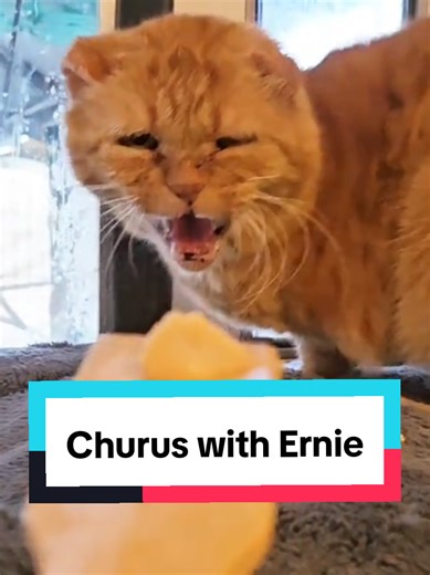 Meet the Coolest Grouch in Town—Ernie the Cat!