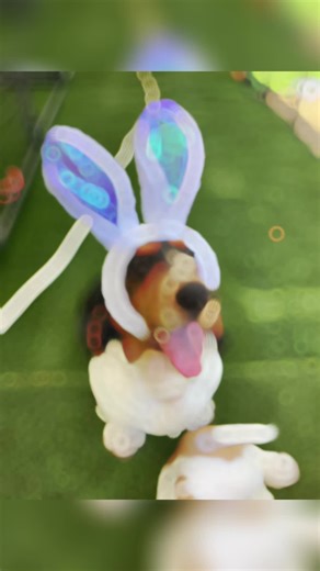 The Basset family extends warm Easter wishes to all! 🐣🐇⛪️🥚