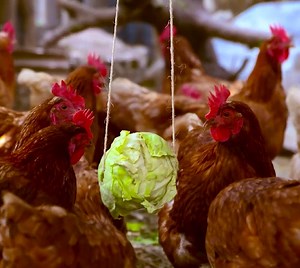 Grandma’s Best Farm Hacks for an Easier Life! | 5-Minute Crafts Family