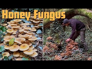 Honey Fungus (Armillaria mellea) Identification - Edible Wild Mushrooms